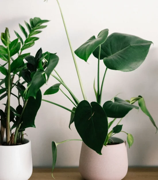 Potted Green Plants Potted green plants arranged against a light wall