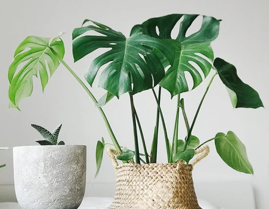 deac052333f3ff5596512908cff60984 A plant in a wicker basket on a surface, next to a pile of books.